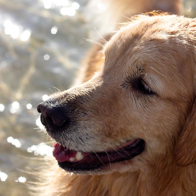 Ensaiopet Golden Retriever